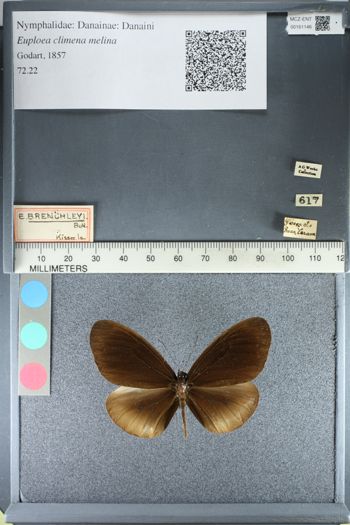 Media type: image;   Entomology 161146